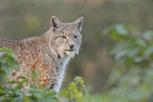 Brush ears and whiskers... Eurasian lynx, European lynx (Lynx lynx), adult animal with focussed