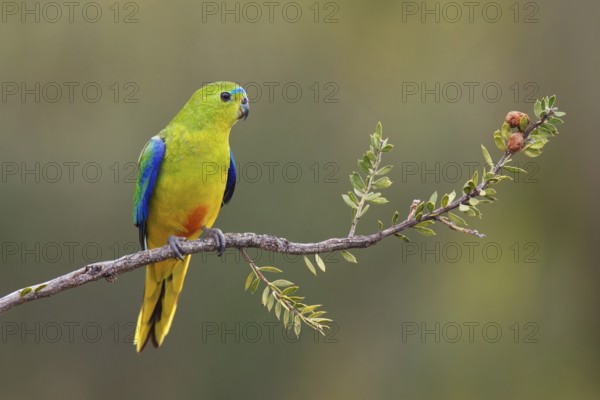 Orange-bellied Parrot (Neophema chrysogaster), Tasmania, Australia