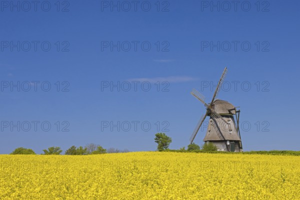 Farver Mühle, Farver windmill, smock mill in flowering rape field at Wangels, municipality in