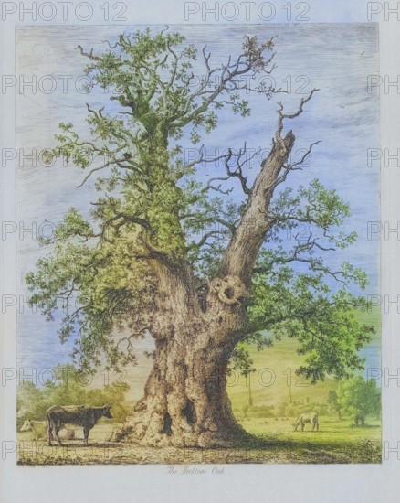 Famous old trees, The Shelton Oak, also known as Owen Glendwr's Observatory or Glendower Oak, was a