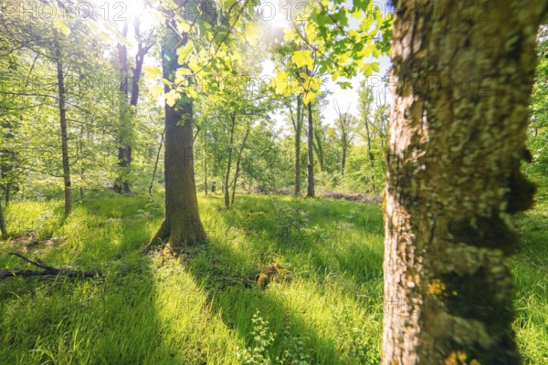 Sunbeams penetrate the forest floor and illuminate the grass, forest pasture project, compensatory
