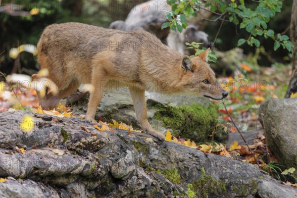 A golden jackal (Canis aureus) stands on a rotting tree lying on the ground between bushes and