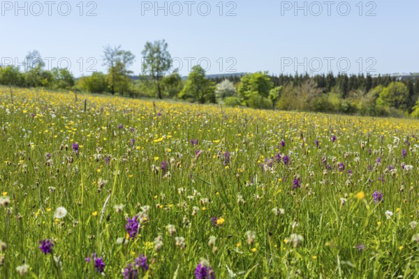 Klengelwiese on the Geisingberg in bloom, mountain meadow with rare plants, including orchids such