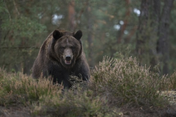 Direct eye contact... European brown bear (Ursus (genus), adult, particularly strong animal,