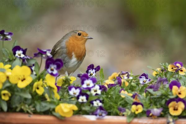 European robin (Erithacus rubecula) adult bird on garden plant pot with pansy flowers in spring,