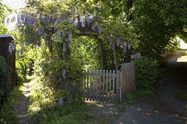 Wisteria in bloom, entwining an archway at the entrance to a garden, Altklotzsche, Dresden, Saxony,
