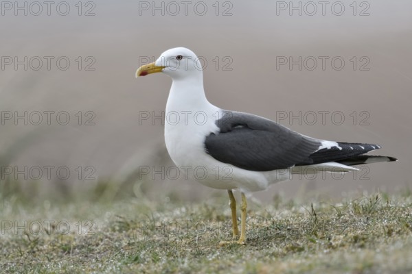 Gelbe Beine... Heringsmöwe *Larus fuscus* im Portrait