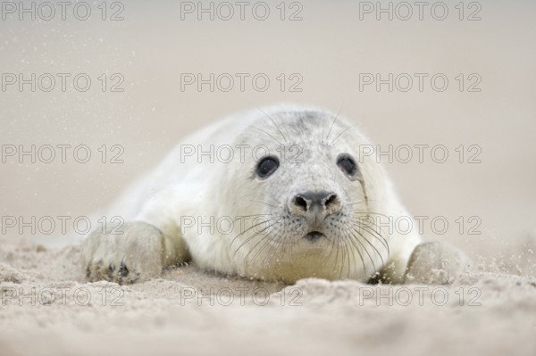 Grey seal (Halichoerus grypus), young animal crawls through the sand on the beach of Helgoland,