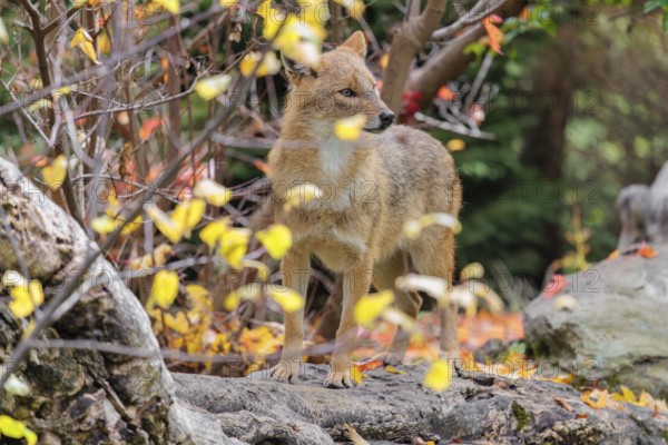 A golden jackal (Canis aureus) stands on a rotting tree lying on the ground between bushes and