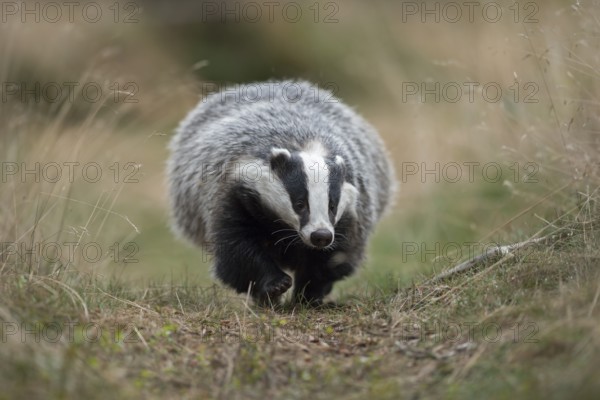 European badger (Meles meles) adult running on trail, North Rhine-Westphalia, Germany