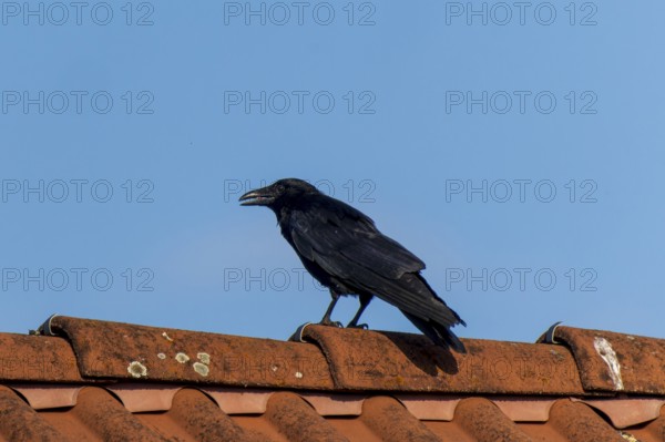 A black crow sitting on a red tiled roof under a blue sky, Raven crow (Corvus corone) wildlife,