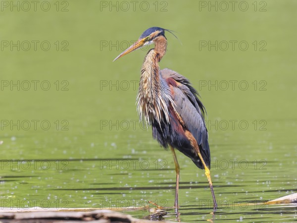 Purple heron (Ardea purpurea), standing attentively on a branch in the water, wildlife, birds,