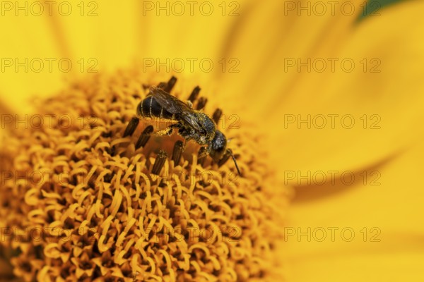 Wild bee (Osmia bicolor) collects pollen from a yellow flower, macro photograph, Ternitz, Lower