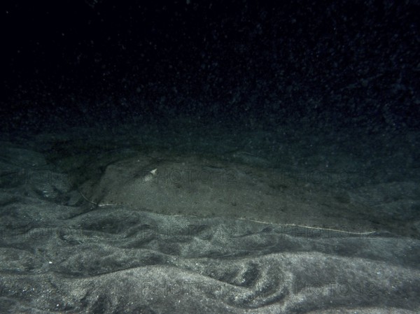 Butterfly ray (Gymnura altavela) resting on the sandy bottom at night, Playa dive site, Los