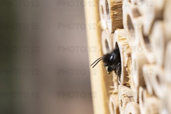 Horned mason bee (Osmia cornuta), looking out of its nesting tube, insect hotel, Oberhausen, Ruhr