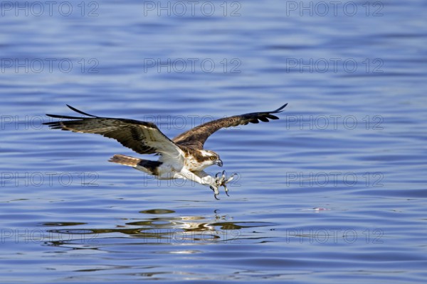 Western osprey (Pandion haliaetus) in flight, diving with feet stretched forward and open claws to