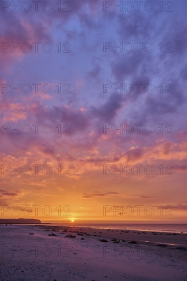 Colorful sunset on the beach with Grey seal (Halichoerus grypus) lying lying on it, Düne,