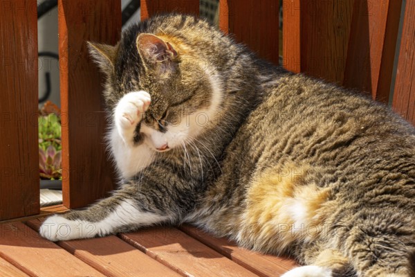 Felidae (Felis catus) lying relaxed on a wooden bench and cleaning itself in the sunlight, Ternitz,