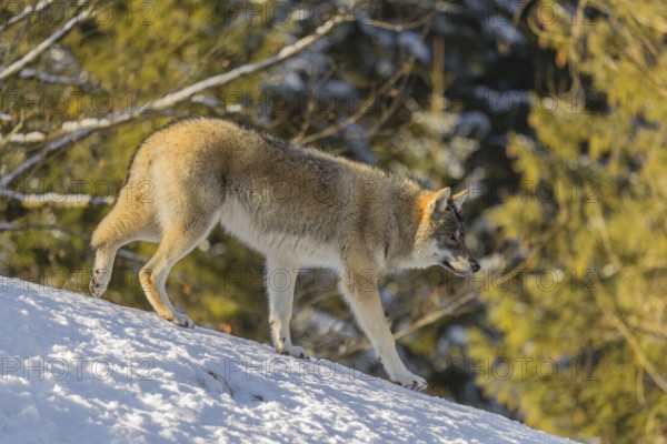 A young grey wolf (Canis lupus lupus) runs across the sloping, snow-covered meadow at the edge of a