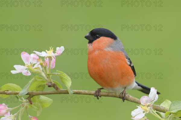 Eurasian bullfinch (Pyrrhula pyrrhula) male sitting on a branch with apple blossoms, bullfinch,