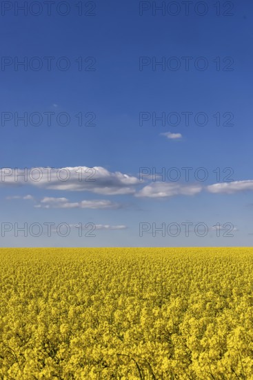 Rape field in bloom against a blue sky with clouds. Landscape near Dornstadt Baden-Württemberg,