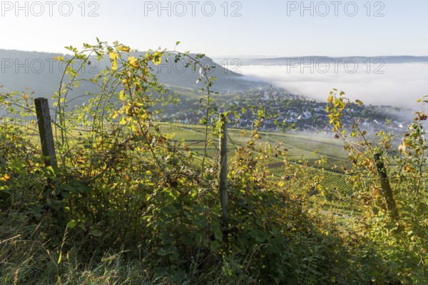 An overgrown vineyard with a view of a village in the mist, surrounded by hills and illuminated by