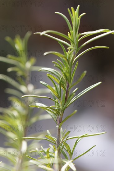 Close-up of green rosemary branch (Salvia rosmarinus) in the garden under natural light,