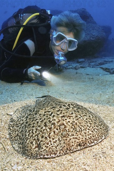 Diver Scuba diver observes illuminated at close range while scuba diving Electric marble trembling