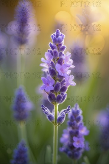 Detailed macro of a lavender flower (Lavandula angustifolia), showing the tiny purple buds and