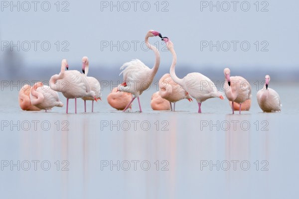 Pecking order... Flamingos (Phoenicopterus spec.) resting in the shallows of the IJsselmeer, pink