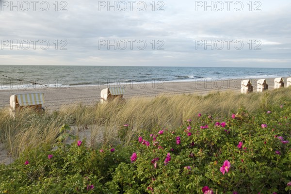 Potato rose (Rosa rugosa), beach chairs, Baltic Sea, Baltic seaside resort, Kühlungsborn, Rostock