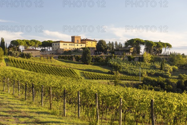Luxury holiday home Villa Del Monte surrounded by vineyards and pine trees on a hill near San