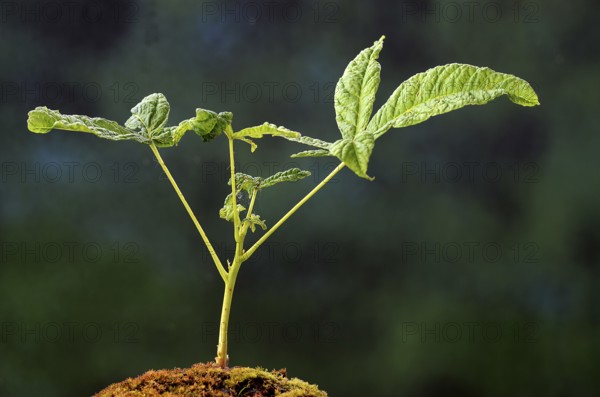 Horse chestnut stretches up its first leaves