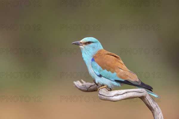 European roller (Coracias garrulus), on perch, Hides de El Taray / Roller Hide, Villafranca de los