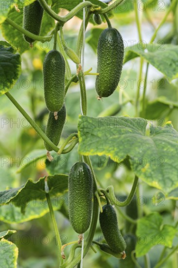 Group of natural green organic cucumbers grow on garden bed. Summer and freshly healthy eco