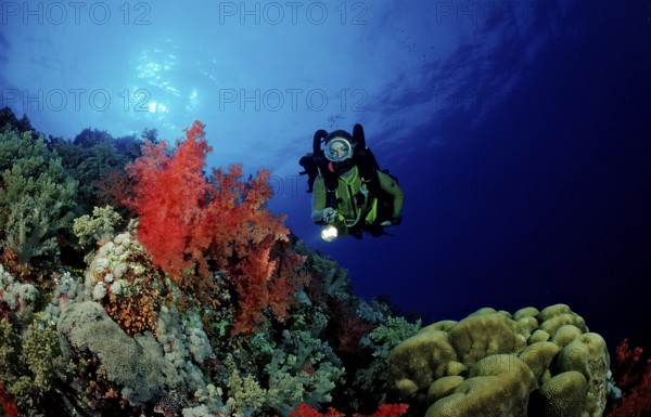 Diver and colourful coral reef, Egypt, Africa, Elphinstone Reef, Red Sea