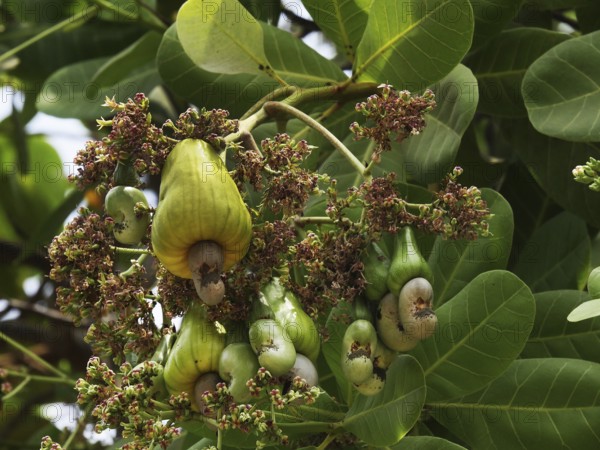 Cashew (anacardium occidentale) Nut, Fruits and Flowers, Cambodia
