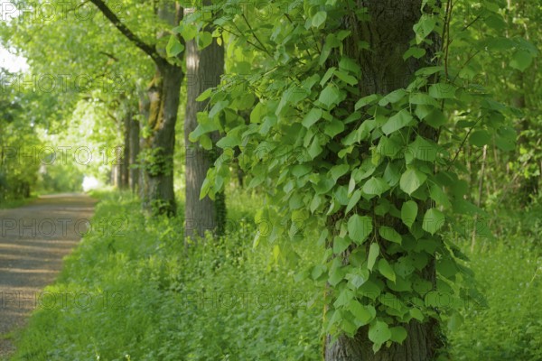 Linden avenue on the Friedensberg, peace, lime tree (Tilia), deciduous tree, foliage, spring,