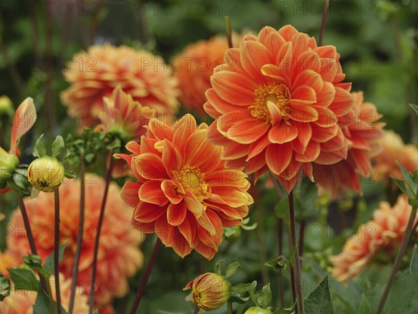 Close-up of orange dahlias blooming in a lush garden, Blooming dahlias in different colours in a