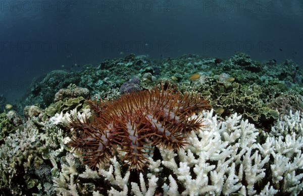 Crown-of-thorns starfish eating stony coral, Acanthaster planci, Komodo National Park, Indian