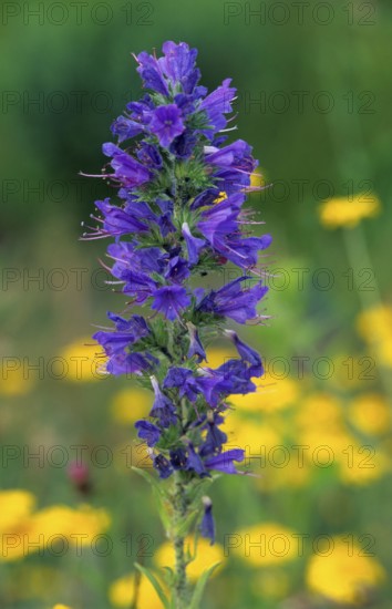 Common Viper's bugloss (Echium vulgare), France
