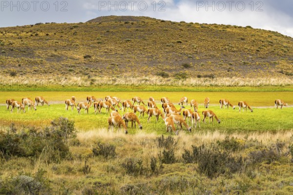 Herd of Guanaco grazing in the green pasture at Torres del Paine National Park in Chilean