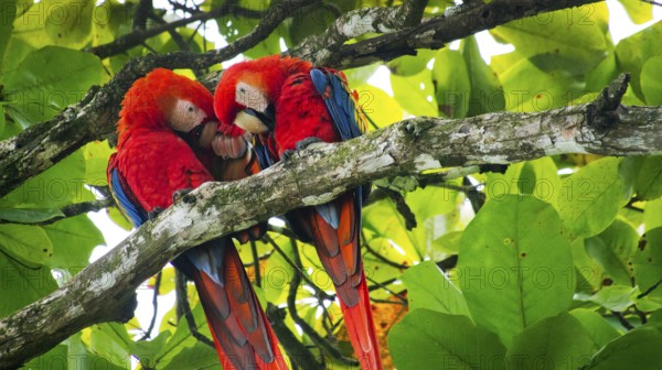 Scarlet Macaw, Lapa Roja, Ara macao, Corcovado National Park, Osa Conservation Area, Osa Peninsula,