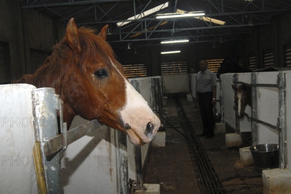 A stray abandoned horse being treated at the Parel animal hospital, Bombay now Mumbai, Maharashtra,