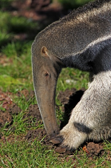 Giant anteater (Myrmecophaga tridactyla), Pantanal, Brazil, adult, feeding, termites, termite
