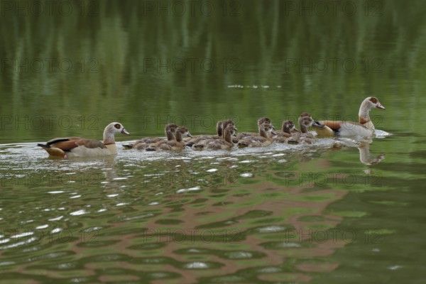 Egyptian goose (Alopochen aegyptiaca) with offspring, neozoan, invasive, duck bird, Schwäbisch