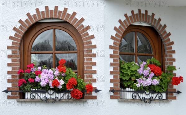 Garden with house, arched window with flowers, geraniums at the window outside, white roses in the