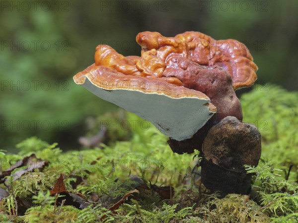 Red Reishi (Ganoderma lucidum), commonly known as Ling Zhi in Chinese, is a herbal mushroom known