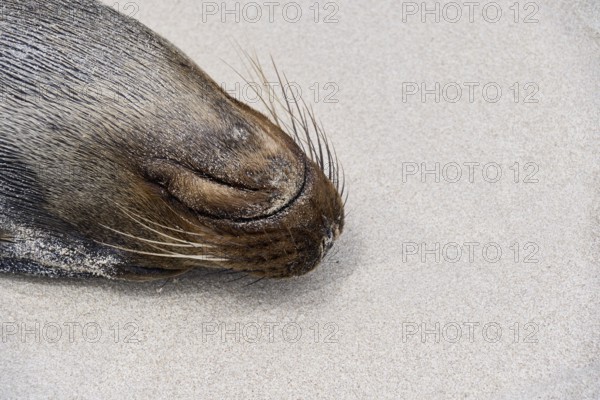 Sleeping Galápagos sea lion (Zalophus wollebaeki), eared seal, Puerto Chino beach, Isla San