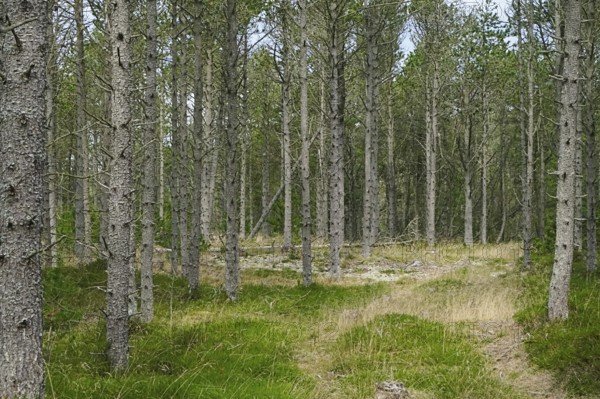 A peaceful path winds through a light-flooded forest with green grass Dune forest, Skiveren,